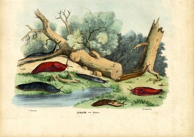 Limax Snail by Raimundo Petraroja